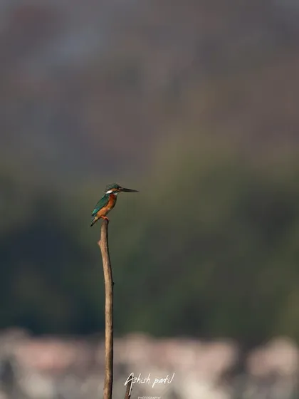 A Common Kingfisher acting as the 'boss', surveying its territory from a high perch. Even from a distance, its colours are striking.