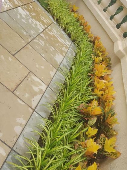 A close-up of the plant border I designed for the Thane villa, using a mix of green and yellow foliage to add color and texture next to the stone patio.