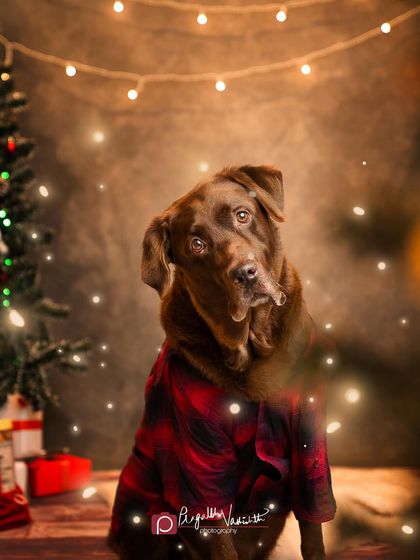 Pragalbh - Commercial Pet Photography Creative & Themed Campaigns photo 18