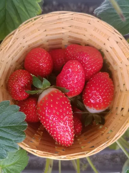 There is nothing like the taste of a strawberry picked right from the plant. I can help you grow these sweet treats, a luxury that becomes an everyday delight with your own home system.