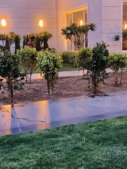 The newly planted Ficus trees with evening lighting, showing the immediate impact on the landscape design.