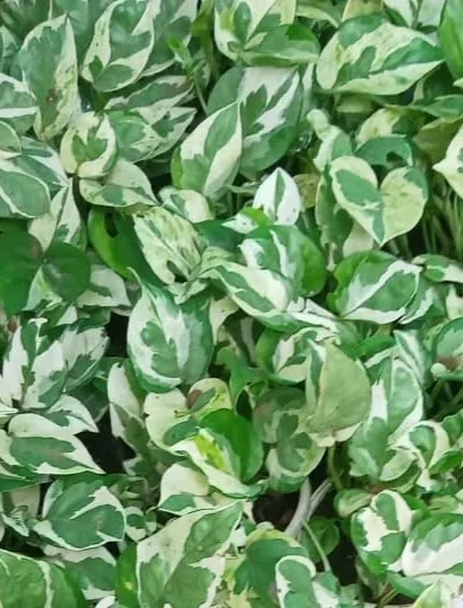 This is a classic variegated Pothos, a versatile and easy-to-care-for indoor plant. Its green and white leaves make it a beautiful tabletop or hanging plant that thrives in various light conditions.