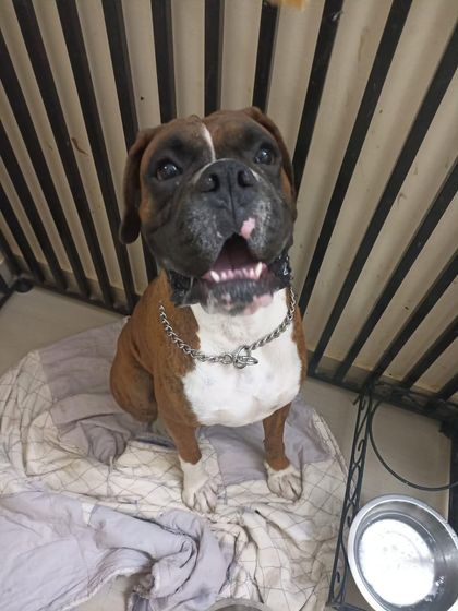 A happy smile from Loki the Boxer. He is waiting for a family to give him the love and attention he deserves. He will be neutered before adoption.