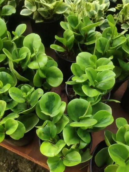 A Peperomia Obtusifolia, or Baby Rubber Plant. Its round, glossy green leaves are very charming.