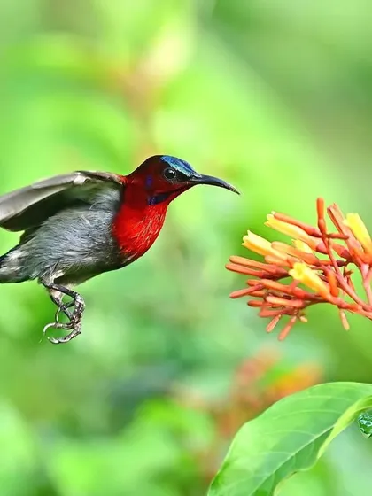 A Vigor's Sunbird hovers mid-air, a type of flight requiring immense energy and control. This maneuver is essential for the bird to reach nectar deep within flowers that cannot be accessed from a perch.