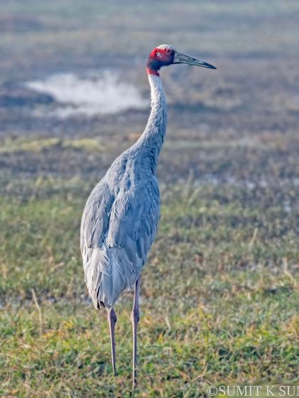 A Sarus Crane, the world's tallest flying bird, standing tall on a chilling winter morning.