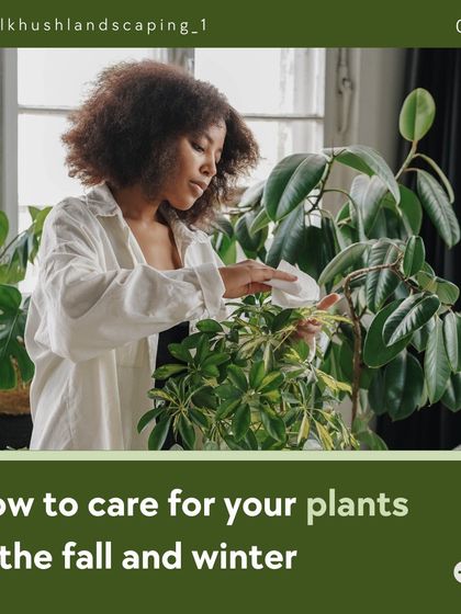 We provide guidance on how to care for your plants through the seasons. This guide offers tips for adjusting your care routine during the fall and winter months when light levels and growth rates change.