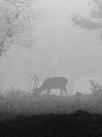 The same foggy scene of the Spotted Deer, edited in black and white for a more dramatic effect.