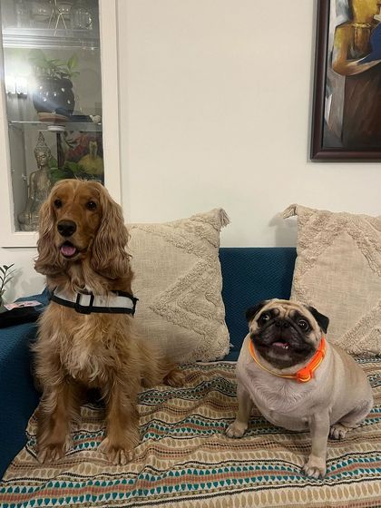Posto and Coco posing together on the couch. An unlikely but adorable pair.