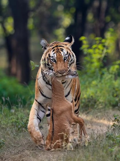 Wild Encounters: Action & Behavior photo 44