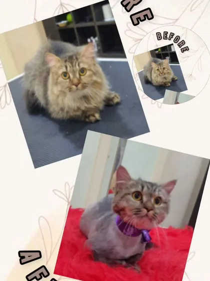 We love our feline friends too. This is a before and after of Muezza, who came in for a summer lion cut. This style is great for long-haired cats to prevent matting and keep them cool and comfortable during warmer months.