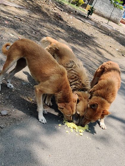 A lesson in sharing and caring from the Viman Sena. These three are enjoying a home-cooked chicken liver meal together. Your support helps me feed around 18 dogs a day.