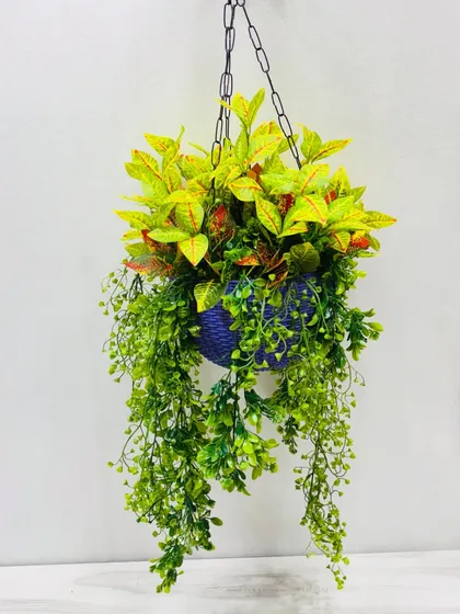 This hanging basket combines yellow-tipped leaves with trailing green vines in a striking blue pot.