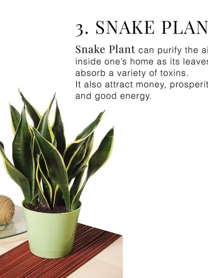 This graphic explains the benefits of the Snake Plant, which purifies the air and is believed to attract prosperity, making it another excellent green gifting option.