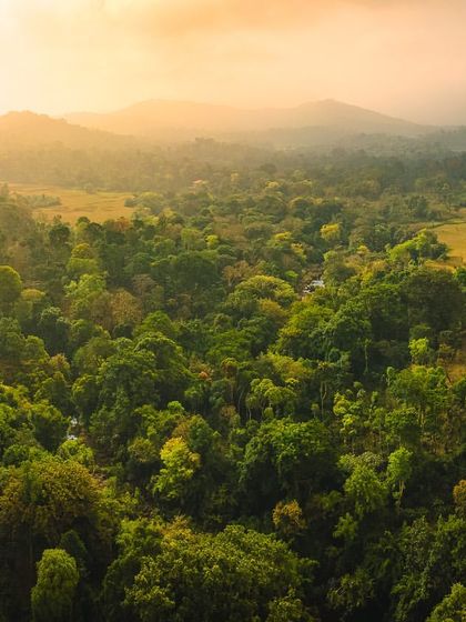 The dense, green canopy of the forest in Coorg, captured from above. The warm, hazy light of the evening sun gives the landscape a soft, painterly feel.