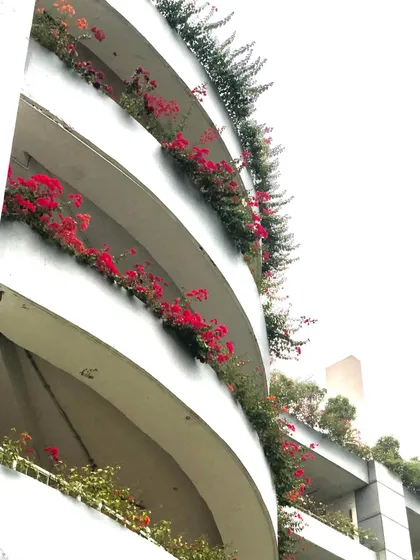 Looking up at the layers of Bougainvillea on the curved facade. This kind of vertical planting makes a huge visual impact from a distance.