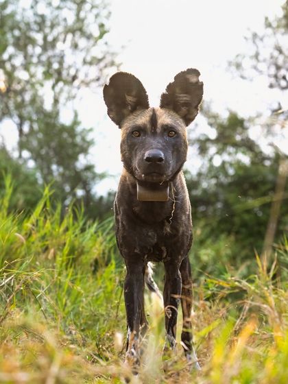 A portrait of a painted dog. Their large ears and intelligent eyes are just some of the features that make them so unique and captivating.