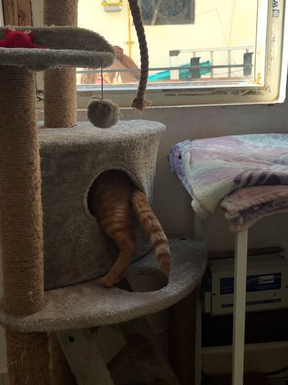 And... he's gone! Ziggy diving into the cat tree tunnel. This is what a happy, playful cat looks like in a stimulating environment.