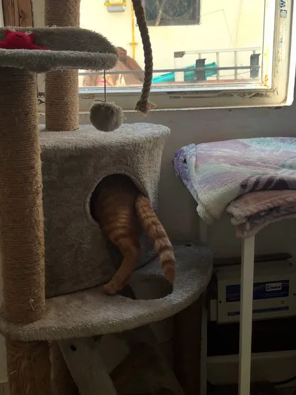 And... he's gone! Ziggy diving into the cat tree tunnel. This is what a happy, playful cat looks like in a stimulating environment.