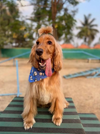 Posto's signature top-knot hairstyle, looking sharp and ready for a day of play at the dog park.
