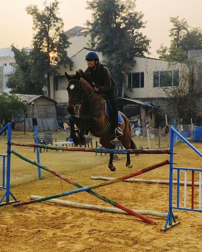 Marwari Horse Training