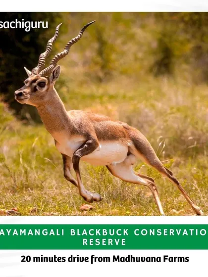 A majestic blackbuck captured mid-stride at the Jayamangali Blackbuck Conservation Reserve, just a short drive from our Madhuvana Farms. Our locations are chosen to be close to such natural wonders.