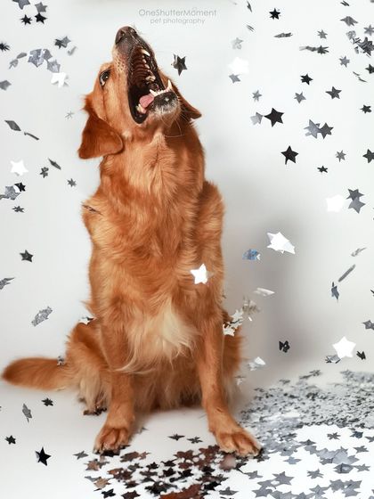 Priyanka - Themed & Special Occasion Pet Photography Birthday & Milestone Paw-ties photo 5