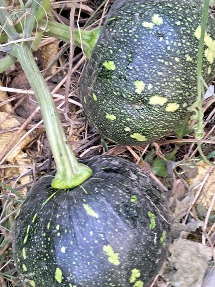 Bhardwaj - Urban Gardening Consultation Grow Your Own Organic Vegetables photo 5
