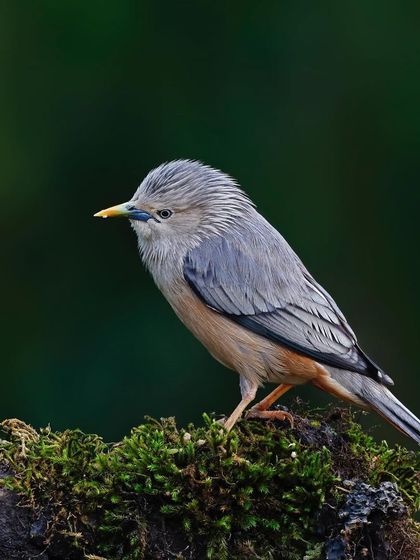 A Chestnut-tailed Starling is perched on a mossy branch. The lush green of the moss provides a beautiful, natural base for the bird.
