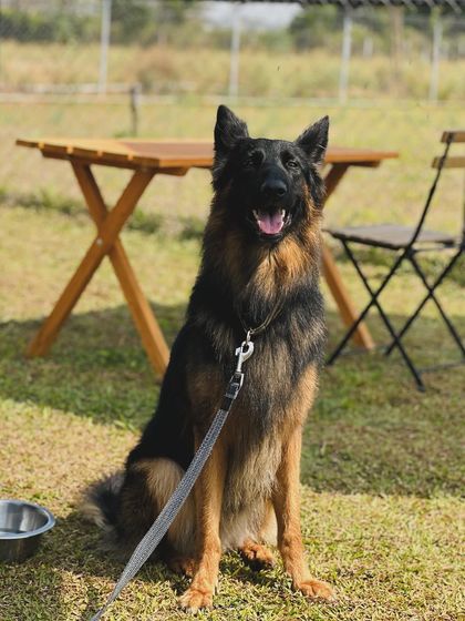 The Pawsome Camp - Dog Park & Pool Pawsome Portraits photo 14