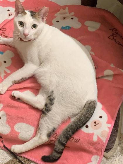 Tofu on his first catcation with us. He was a bit shy but slowly settled in and started showing his playful side.