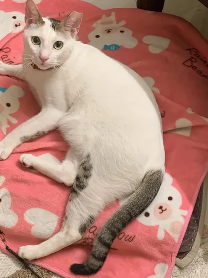 Tofu on his first catcation with us. He was a bit shy but slowly settled in and started showing his playful side.