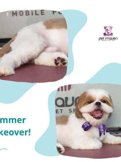 Ready for the summer! This happy Shih Tzu got a "summer makeover," including a shorter haircut and paw trim to stay cool and comfortable in the warmer weather.