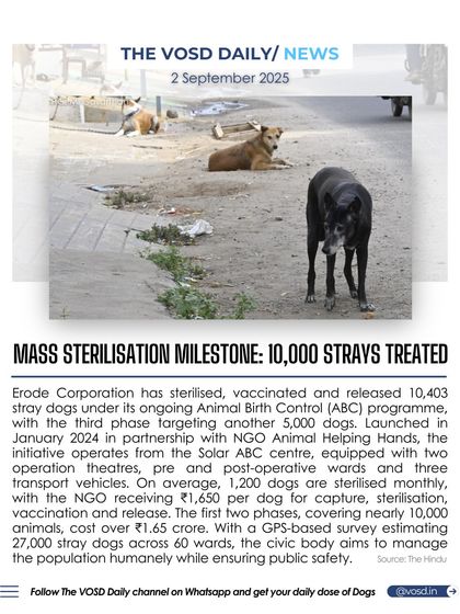 Erode Corporation has achieved a major milestone by sterilizing and vaccinating over 10,000 stray dogs through its Animal Birth Control program. This initiative aims to humanely manage the stray population and ensure public safety.