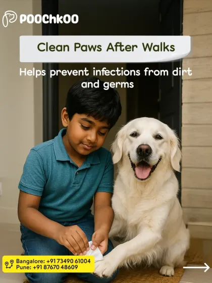 Poochkoo - Pet Spa & Grooming Seasonal Health & Grooming photo 4