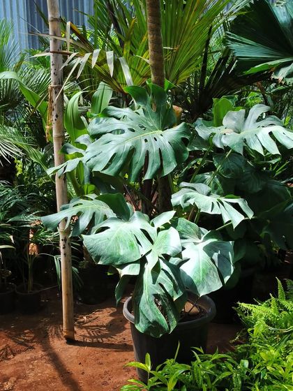 Rare & Collector's Plants photo 12