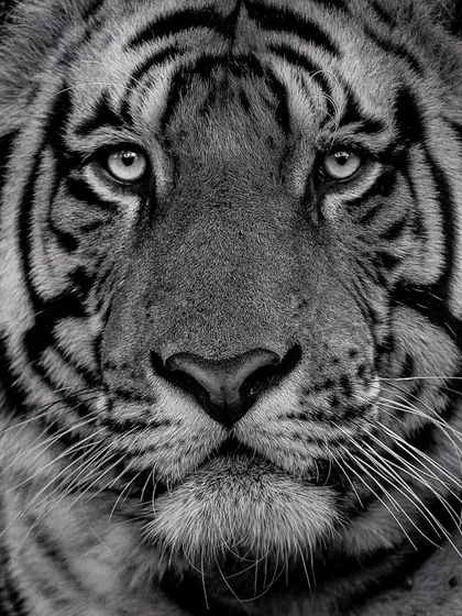 The Art of Monochrome photo 9