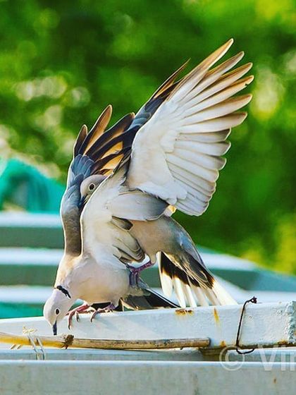 Doves are found almost everywhere in the world. They are known as symbols of peace and love. This is a simple, beautiful moment of a pair of Collared Doves mating in the heart of Delhi.