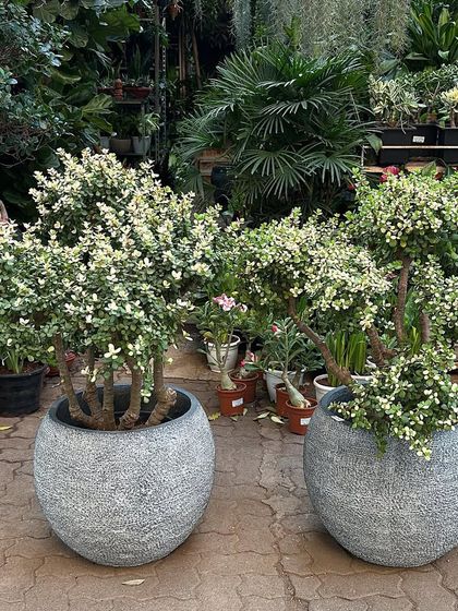 The Art of Bonsai photo 14