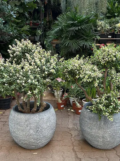 A pair of large, variegated Jade bonsai in textured stone ball planters. These mature specimens are perfect for creating a balanced and symmetrical look at an entrance or on a patio.