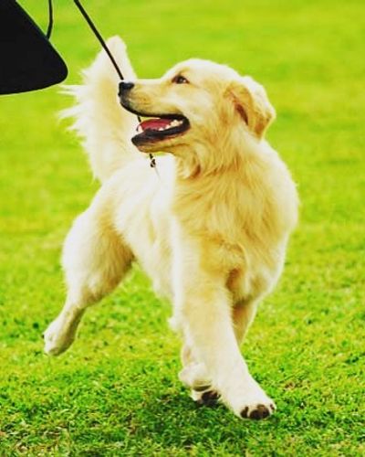 Dog Walking & Training