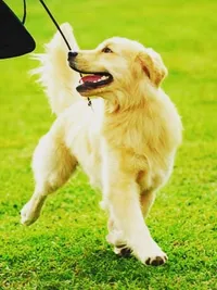 Dog Walking & Training