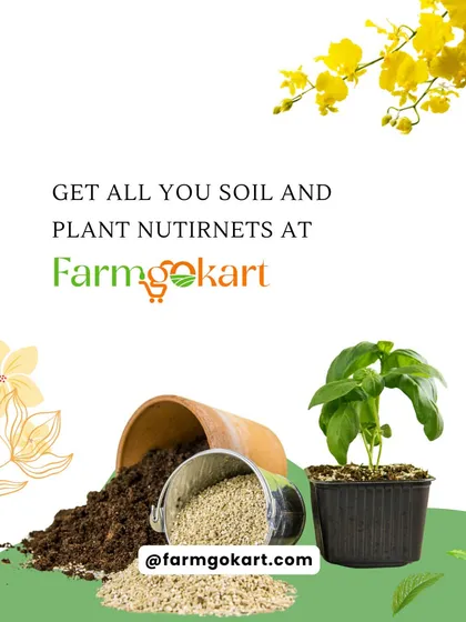 You can find all the soil and plant nutrients you need right here. This image shows a plant ready for potting, along with loose soil and additives to create the perfect custom blend.