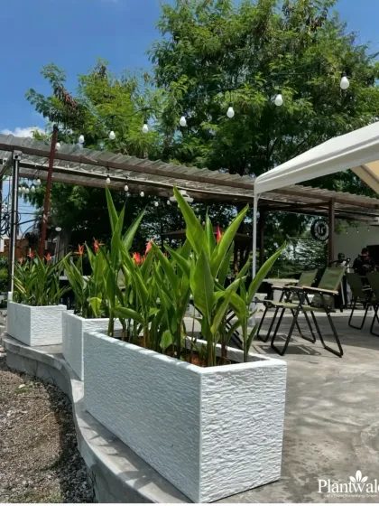 For this cafe's outdoor seating area, we used textured white planters with Bird of Paradise plants. This choice adds a tropical, resort-like feel, enhancing the relaxing atmosphere for customers.