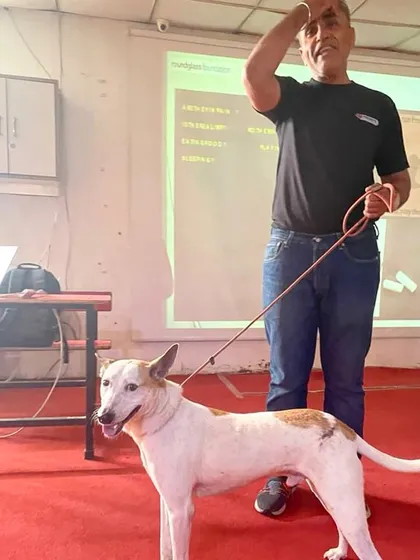Rocky stands proudly during a presentation on animal awareness. His story from street dog to therapy dog inspires both children and adults.