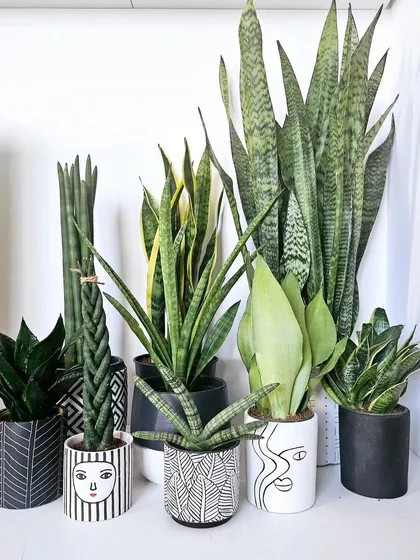Style meets nature in our curated collection of plants and planters. Here, a variety of Sansevieria, or Snake Plants, are paired with modern, artistic face-planters, demonstrating how the right combination can become a piece of art.