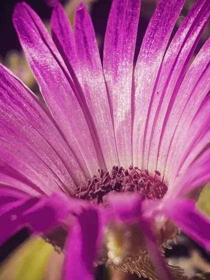 An extreme close-up of a purple ice plant flower. The focus is on the dense, needle-like petals and the texture of the flower's center, creating an abstract floral image.