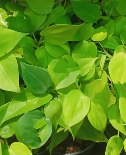 The bright, cheerful foliage of the Neon Pothos can liven up any workspace. We include these in our rental packages to add energy to office desks and common areas.