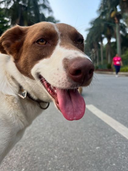 Sujith Kumar - Running & Fitness Coaching My Paw Friends photo 85