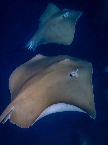 It felt like it was raining stingrays on this dive. These graceful creatures glided all around us, part of a massive school that also included various sharks in the near distance.
